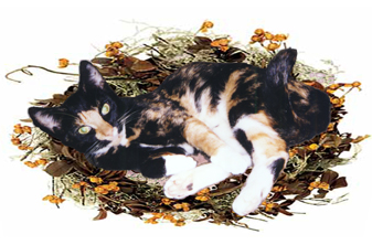 Sweetie Pumpkin Pi